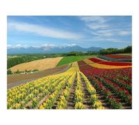 1000 Pieces Jigsaw Puzzles for Adults With Letters On Back-Field,Flowers,Japan,Ranks 70x50cm