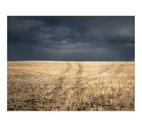 1000 Pieces Jigsaw Puzzles for Adults With Letters On Back-Field,grass,dry 70x50cm