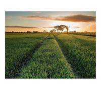 1000 Pieces Jigsaw Puzzles for Adults With Letters On Back-Field,grass,juicy 70x50cm