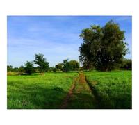 1000 Pieces Jigsaw Puzzles for Adults With Letters On Back-Field,road,trees 70x50cm