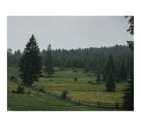1000 Pieces Jigsaw Puzzles for Adults With Letters On Back-Field,trees,forests 70x50cm