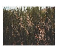 1000 Pieces Jigsaw Puzzles for Adults With Letters On Back-Grass,Thickets,Greens 70x50cm