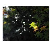 1000 Pieces Jigsaw Puzzles for Adults With Letters On Back-Maple,Leaves,Branch,Blur 70x50cm