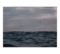 1000 Pieces Jigsaw Puzzles for Adults With Letters On Back-Ocean,Waves,Water,Birds 70x50cm