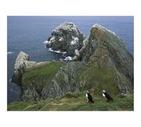 1000 Pieces Jigsaw Puzzles for Adults With Letters On Back-Penguins,Coast,Rocks,Ocean,Seagulls 70x50cm
