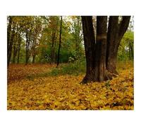 1000 Pieces Jigsaw Puzzles for Adults With Letters On Back-Trees,Fallen Leaves,Autumn,Landscape 70x50cm