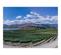 1000 Pieces Jigsaw Puzzles for Adults With Letters On Back-Vineyard,Field,Lake 70x50cm