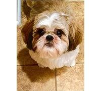 1000 Pieces Jigsaw Puzzles for Adults Wooden Jigsaw Puzzle Shih Tzu Cute Puppies Puzzles DIY Home Decor Wall Art Fun Game Preschool Toy Gift for Family Dad Mom Wife Friends