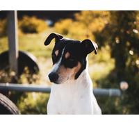 1000 Pieces Jigsaws Adults Puzzles Gifts-Jack,russell,terrier,dog,like,mammal,animal 70x50cm