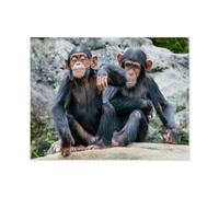 1000 Pieces Landscape Puzzles DIY，Two playful baby chimpanzees side by side，Jigsaw Creativity Toys for Kids Adults（38x26cm）-R13