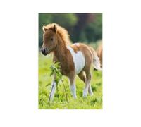 1000 Pieces Puzzle，Cute Shetland foal explores the world，Jigsaw Puzzle, 1000 Pieces, Paper, Adults（38x26cm）-AR95