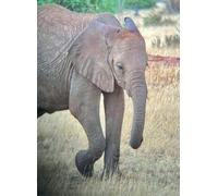 1000 Pieces Puzzles for Adults - African Elephants Funny Challenging Puzzle Brain Teaser Activity Perfect for Game Nights