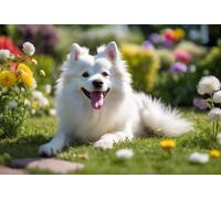 1000 Pieces Puzzles for Adults - American Eskimo Dog in The Garden Funny Boxed Puzzles,Challenging and Relaxing Gifts Idea for Puzzle Enthusiasts