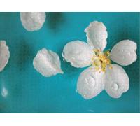 1000 Pieces Puzzles for Adults - Apple Flower Blossom Floating Water Puzzle with Stunning Artwork - for Lasting Fun and Display - Challenging Brain Exercise, for Puzzle Lovers