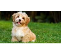 1000 Pieces Puzzles for Adults - Cute Puppy in Park Funny Puzzle Unique Difficult and Challenge Large Puzzle Game Toys Gift