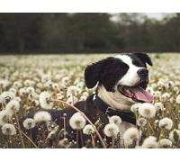 1000 Pieces Puzzles for Adults - Dog in Dandelion Field Funny Puzzles Educational Games Gift for Birthday Christmas Halloween
