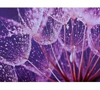 1000 Pieces Puzzles for Adults - Macro Abstract Water Drops Dandelion Seeds Challenging High Difficulty Jigsaw Puzzle,Great Gift for Jigsaw Lovers for Family Fun & Couples