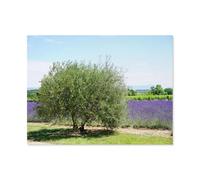 1000 Pieces Puzzles for Adults，Olive Tree and Lavender，Intelligence Puzzle Art for Adults Home Decor Family Indoor Games（38x26cm）-Q76