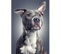 1000 Pieces Puzzles for Adults - Pit Bull Bulldog Classic Jigsaw Puzzles Thick Sturdy Hard Challenging Difficult Party Games Props