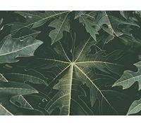 1000 Pieces Puzzles for Adults Puzzle Wall Decoration Birthday And Xmas Gifts - Leaves fading green 75x50cm