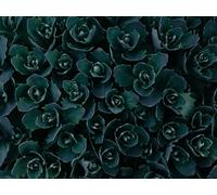 1000 Pieces Puzzles for Adults Puzzle Wall Decoration Birthday And Xmas Gifts - Plant leaves green 75x50cm