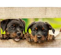 1000 Pieces Puzzles for Adults - Rottweiler Puppy Dog Cute Dogs Funny Puzzles Poster Family Reunion Puzzle, Toys for Boys and Girl