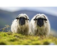 1000 Pieces Puzzles for Adults - Twin Sheep Lambs Funny Puzzle Unique Difficult and Challenge Large Puzzle Game Toys Gift