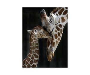 1000 Pieces Puzzles for Adults，Two Giraffes，Unique Artwork Jigsaw Puzzle, Great for Beginners, Gifts for Loved Ones（38x26cm）-S41