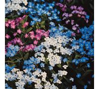 1000/Seeds Forget Me Not Seeds Myosotis alpestris Mixed Grow Pink, Blue & White Flowers