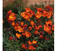 1000 Seeds of Flower Wallflower Fire King