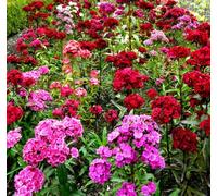 1000 Seeds of Sweet William Roundabout Mixed Dianthus Barbatus