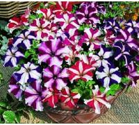 1000 Standard Seeds of Petunia Compacta Nana Stars Mix Annual
