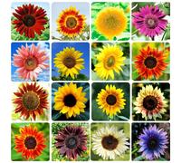 1000+ Sunflower Seeds for Planting - 15 Heirloom Varieties, Non-GMO, Attracts Pollinators (B0B18KG7T2)