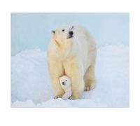 1000Pcs，A Polar Bear with a Little Cub in the Snow，Jigsaw Adult Decompression Game Puzzle Students Toy For Children Christmas Birthday Gifts（38x26cm）-X4