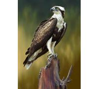 1000pcs Animal Osprey Creative Fun Jigsaw Puzzle for Adults Challenging Traditional Puzzle Perfect for Family Nights Game