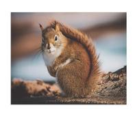 1000Pcs，Beautiful Little Squirrel in the Forest，Jigsaw Adult Decompression Game Puzzle Students Toy For Children Christmas Birthday Gifts（75x50cm）-W44