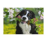 1000Pcs，Faithful Friend Bernese Mountain Dog，Jigsaw Adult Decompression Game Puzzle Students Toy For Children Christmas Birthday Gifts（38x26cm）-Z44