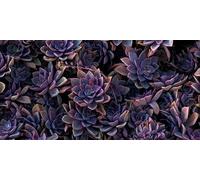 1000pcs Fun Jigsaw Puzzle for Adults Impossible Purple Succulent Hard Difficult Puzzles for Adult Challenging Plant as Succulent