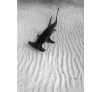 1000pcs Great Jigsaw Puzzles for Adults A Great Hammerhead Shark Swims Over The Sand The Bahamas Puzzles for Adults Toys Gift Family Decoration Kids Puzzles