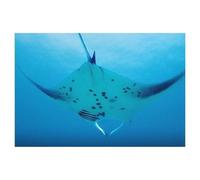 1000Pcs，Manta Rays on Approach，Jigsaw Adult Decompression Game Puzzle Students Toy For Children Christmas Birthday Gifts（38x26cm）-AJ19