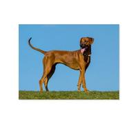 1000Pcs，Rhodesian Ridgeback，Jigsaw Adult Decompression Game Puzzle Students Toy For Children Christmas Birthday Gifts（50x70cm）-AP47