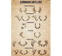 1000pcs s Puzzles for Adults Antlers Knowledge Common Antlers Chart - Educational Intellectual Jigsaw Puzzles Puzzle Fun Game for Men Women Kids