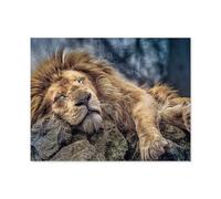 1000Pcs，Sleeping lion，Jigsaw Adult Decompression Game Puzzle Students Toy For Children Christmas Birthday Gifts（50x70cm）-D84