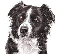 1000piece paper puzzle Border Collie painting art crafts suitable for home decoration and gifts 52x38cm