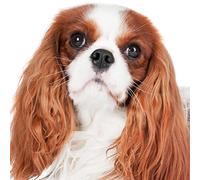 1000piece paper puzzle Cavalier King Charles Spaniel wall art home decoration 38x52cm