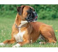 1000piece paper puzzle for children, boxer dog on the grass, dot art craft, suitable for home wall decoration, 50x70cm