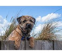 1000piece paper puzzle for children's Border Terrier birthday gift 50x70cm