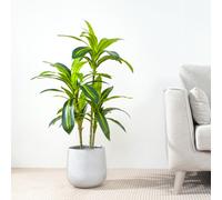 (100CM) Artificial Agave Tree with Plastic Planter & Moss