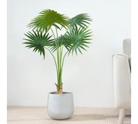 (100CM) Artificial Fan Palm with Plastic Planter and Moss