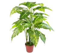 100cm Large Fox's Aglaonema (Spotted Evergreen) Tree Artificial Plant